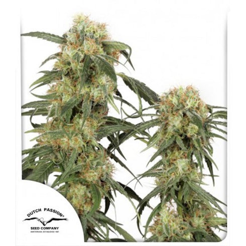 Dutch Passion - Pamir Gold
